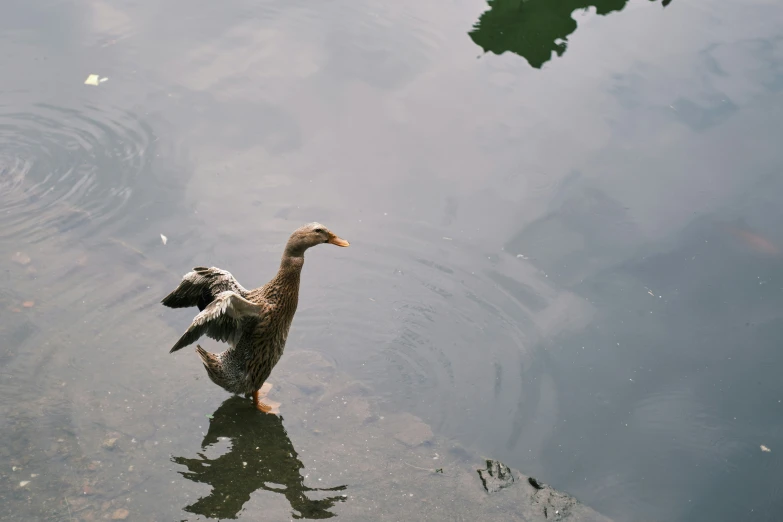 a duck in a pond with its wings out