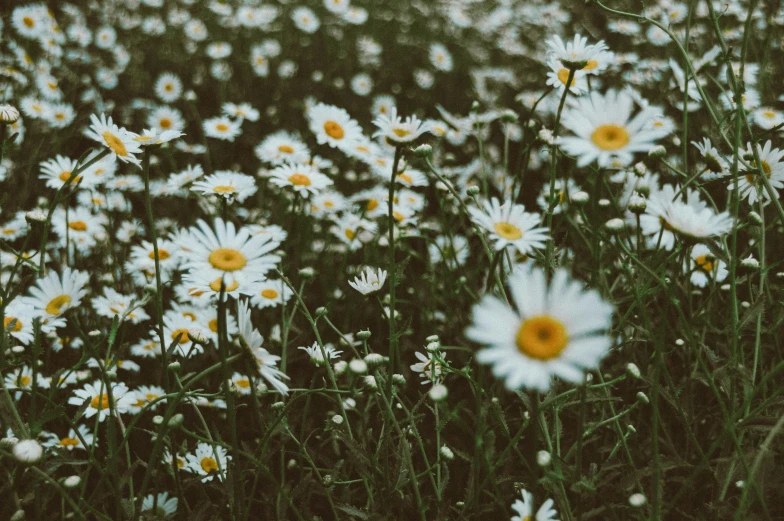 some white flowers and some green grass