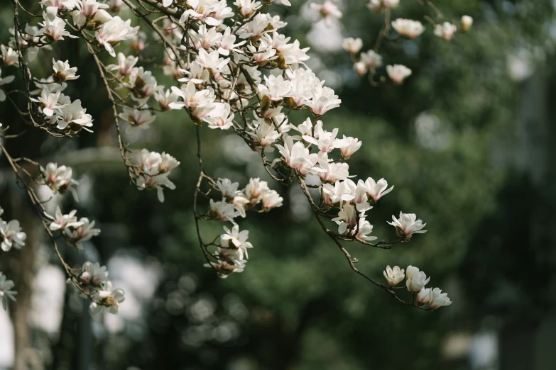 small white flowers with brown tips hanging down