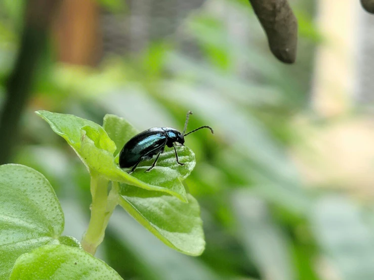 a bug sitting on the leaf of a plant