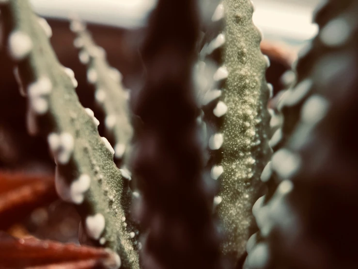 close up of green plants in the day light