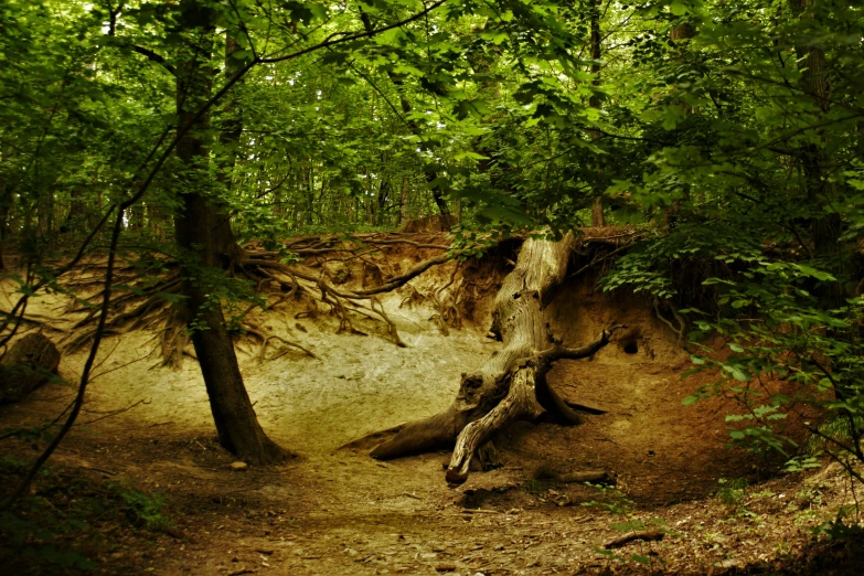 an image of a dirt path that is surrounded by trees