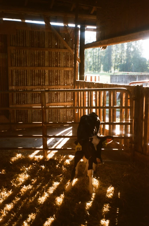 a person and their dog in the animal barn