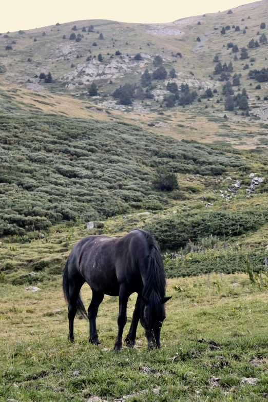 a horse is grazing on grass in a field