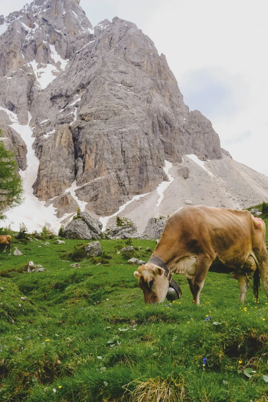 two cows graze on the grass below a tall mountain