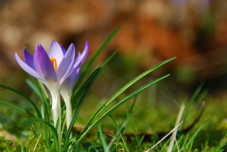 a purple flower is poking out of the grass