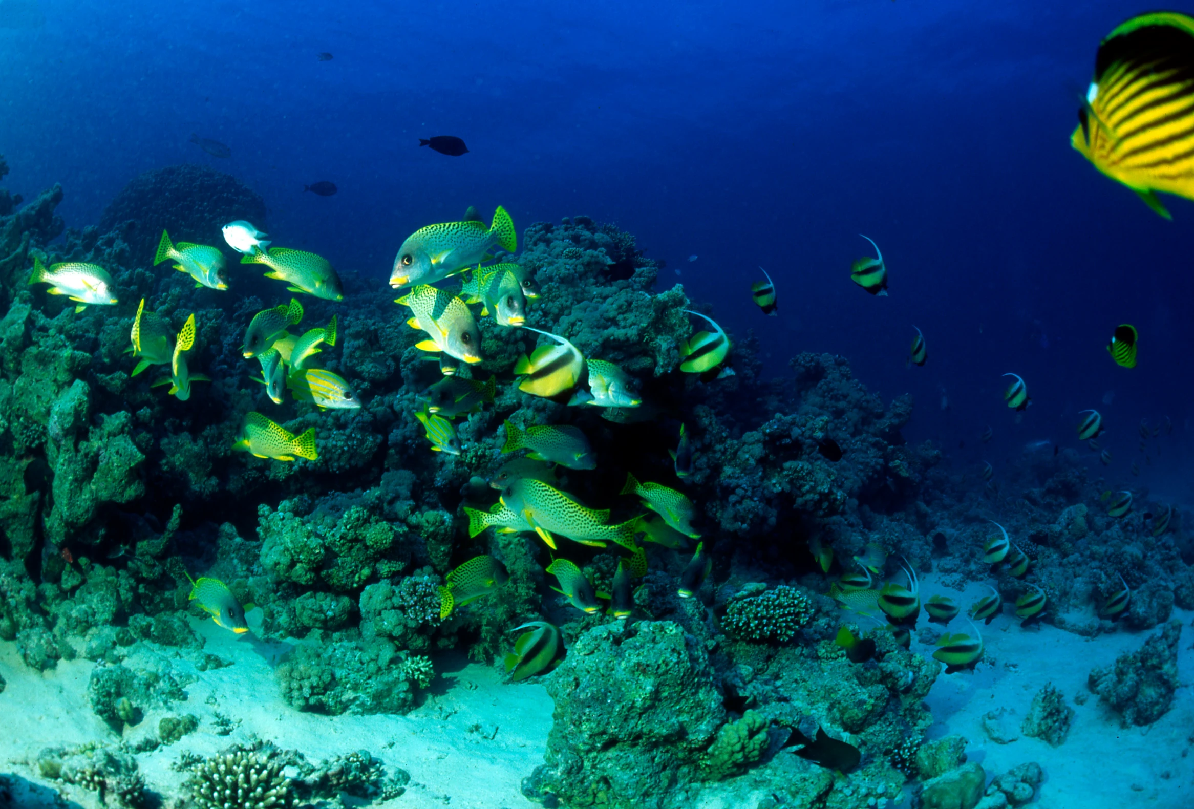 small fish and some other small fish near a rock