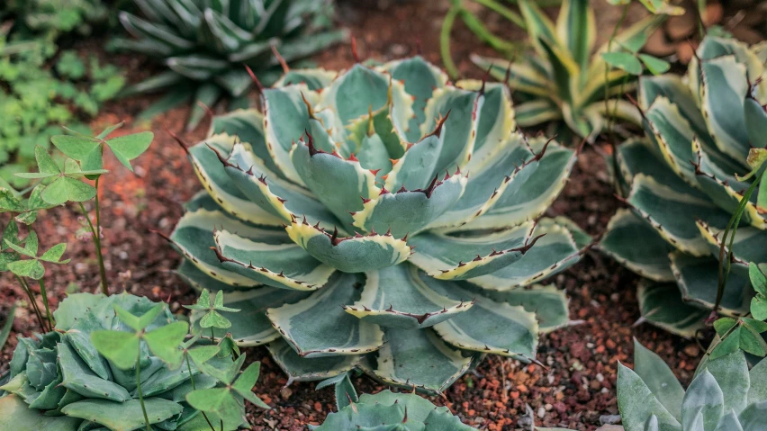 many green succulents growing in dirt and shrubbery