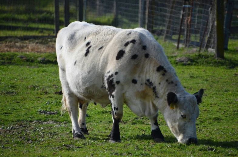 white and black cow with spots grazing in a field