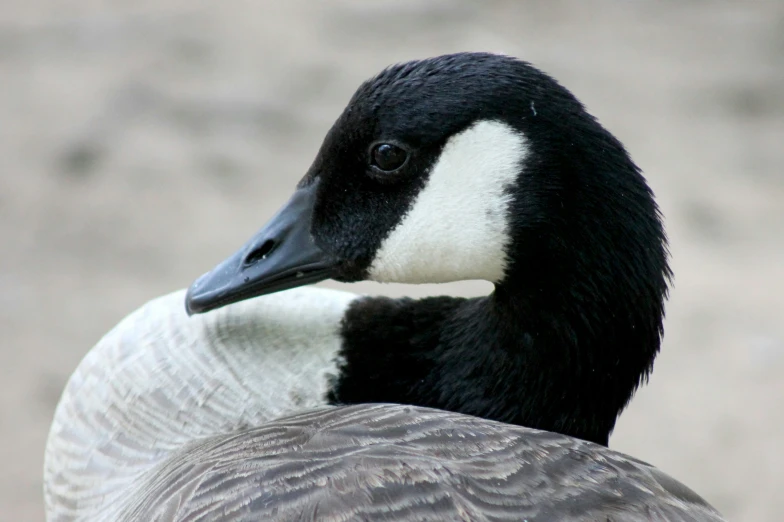 close up po of a black - and - white duck