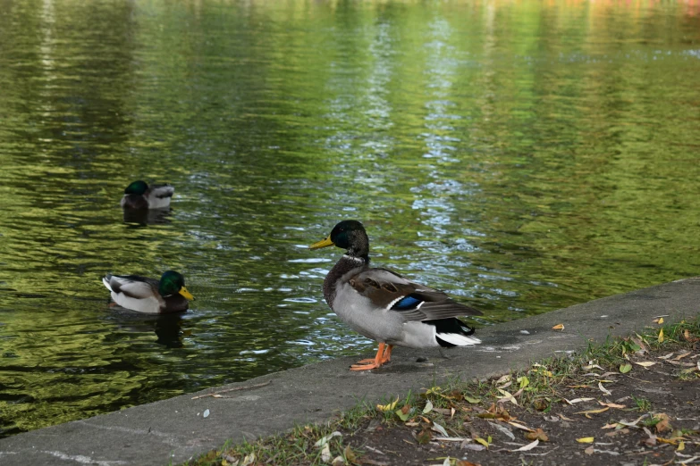 three ducks are standing in the water near some grass