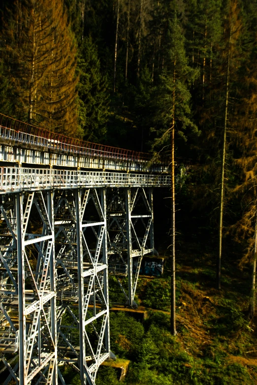 a tall bridge spanning the width of trees