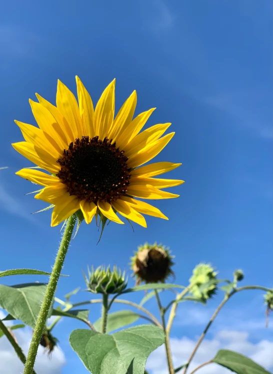 sunflowers stand against a blue sky with some clouds