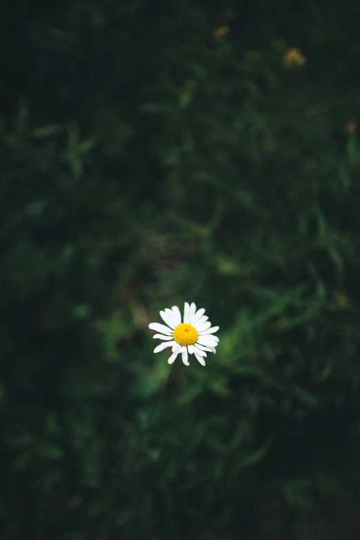 a white and yellow flower against green foliage