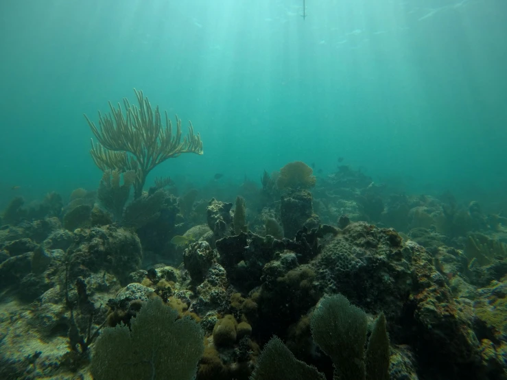 seaweed and corals are growing along the bottom of the water