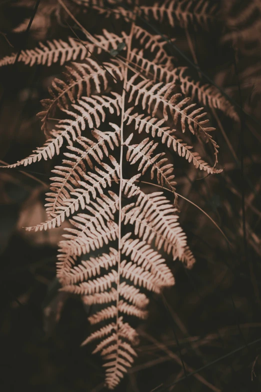 a brown fern with no leaves on the ground