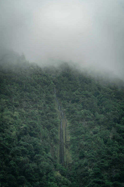 the lush green hillside is covered in thick fog