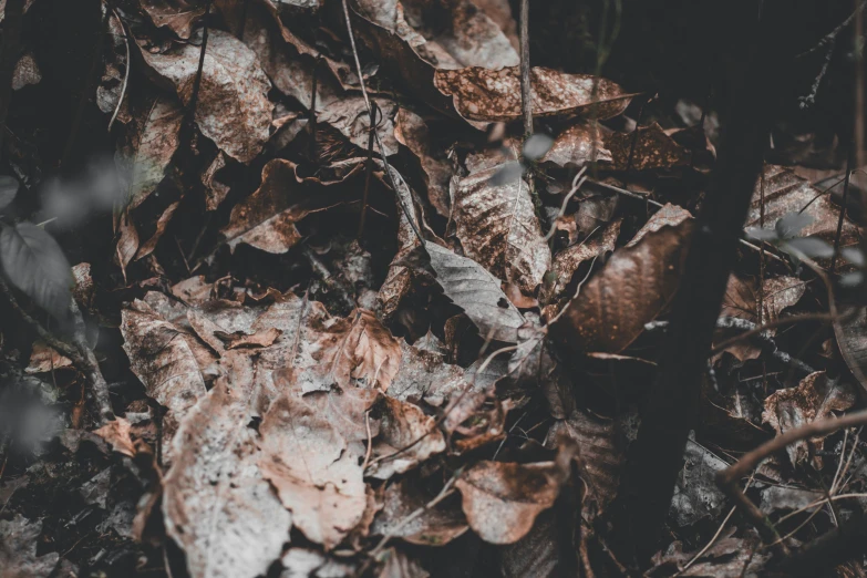 a group of leaves on the ground surrounded by foliage