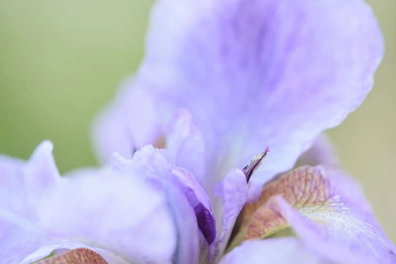 purple iris flowers with green stems and pink tips