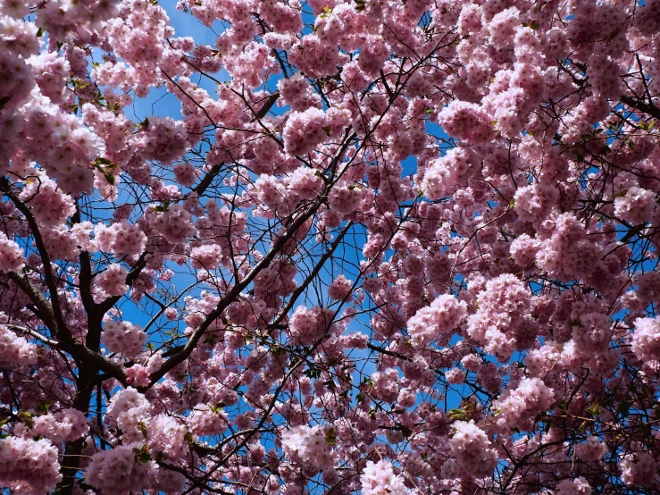 the tree is full of many pink flowers