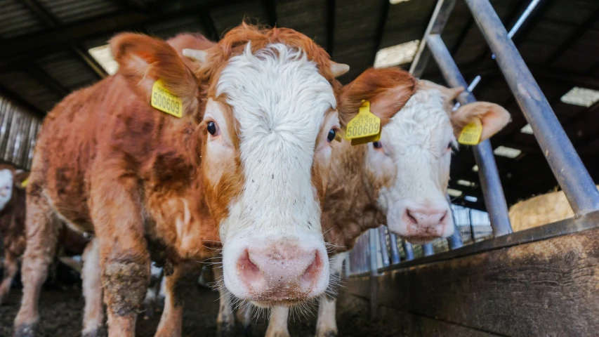 the cows are standing in the stalls with tagged eyes