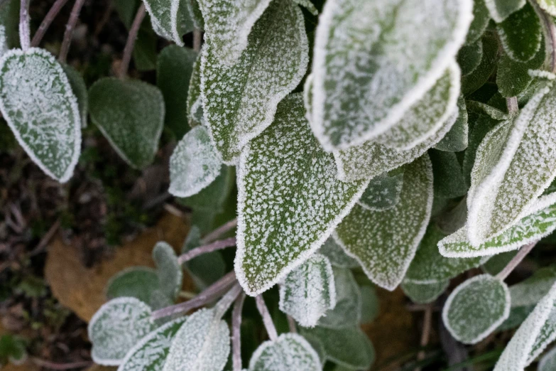 a picture of some green leaves