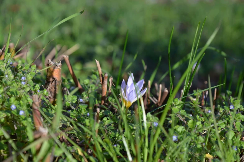 a tiny flower sitting in the grass next to a small insect