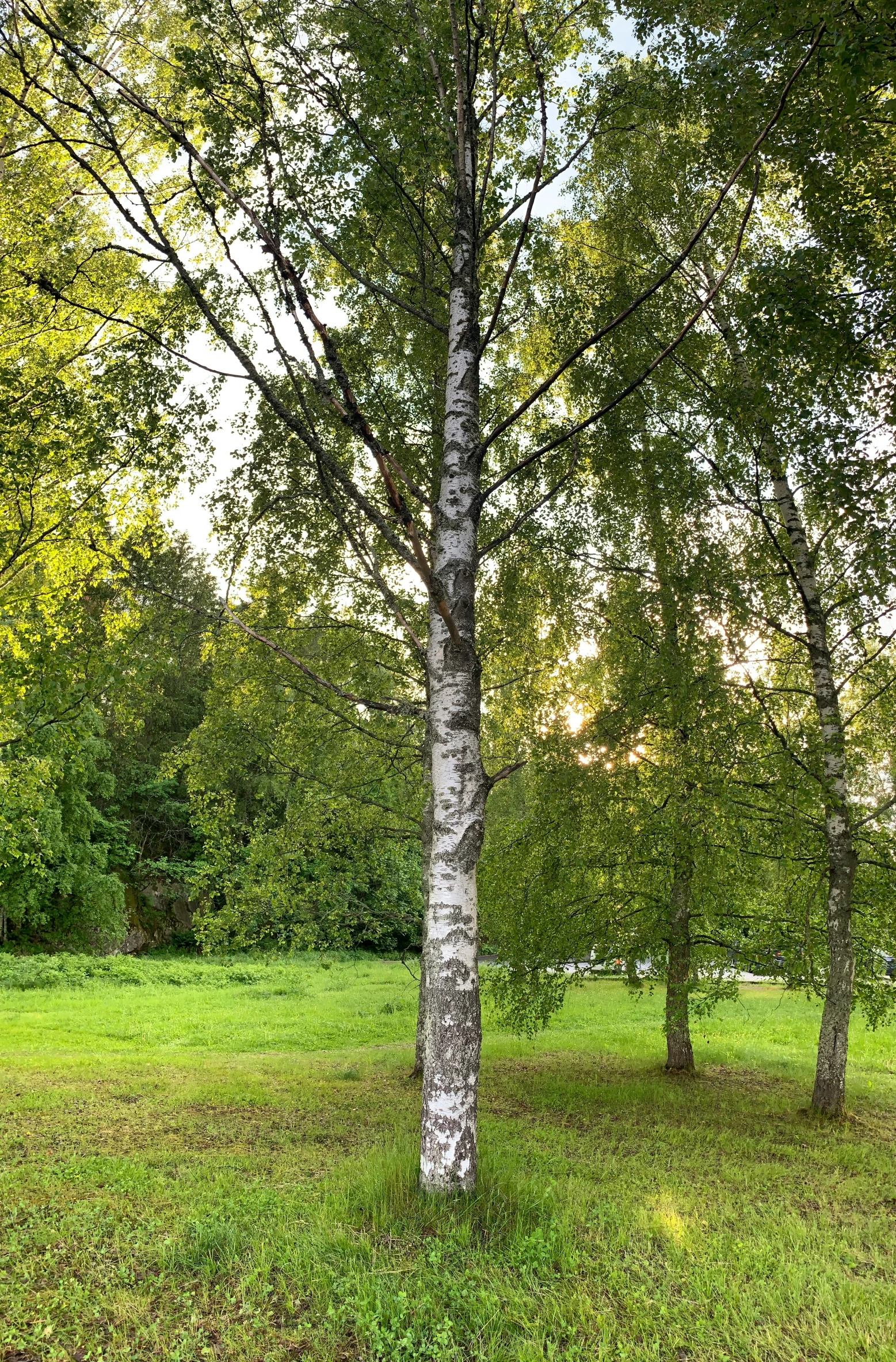 three tall trees are shown in the distance