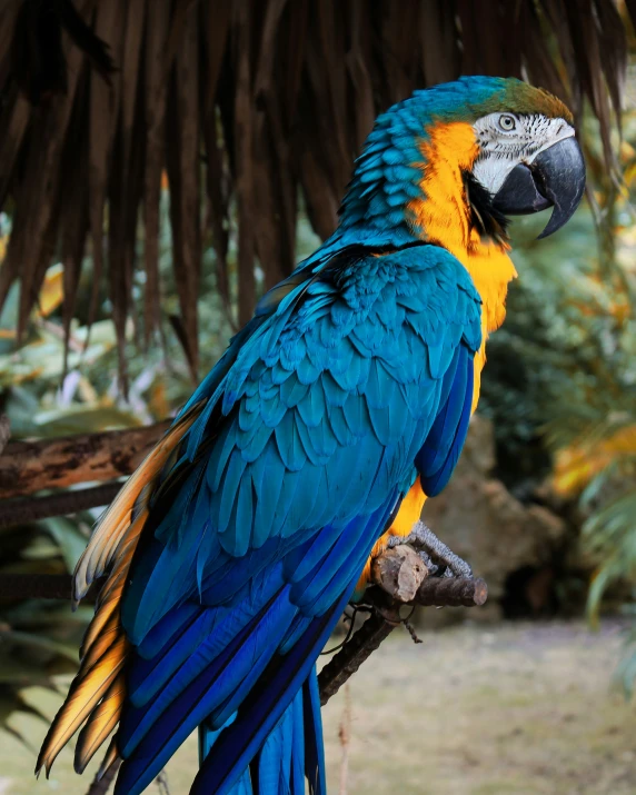 a close up of a parrot perched on a nch