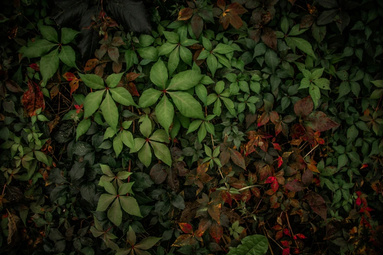 a bunch of green leaves that are in the ground