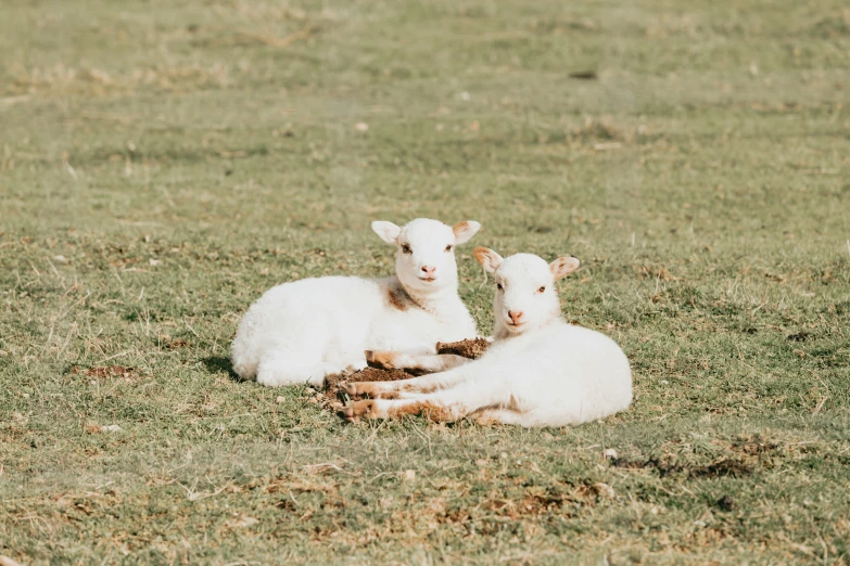 two white sheep laying in a field of green grass