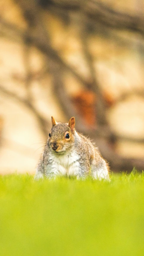 a squirrel sitting on top of a green grass covered field