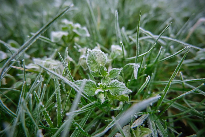 closeup of green grass with lots of dew