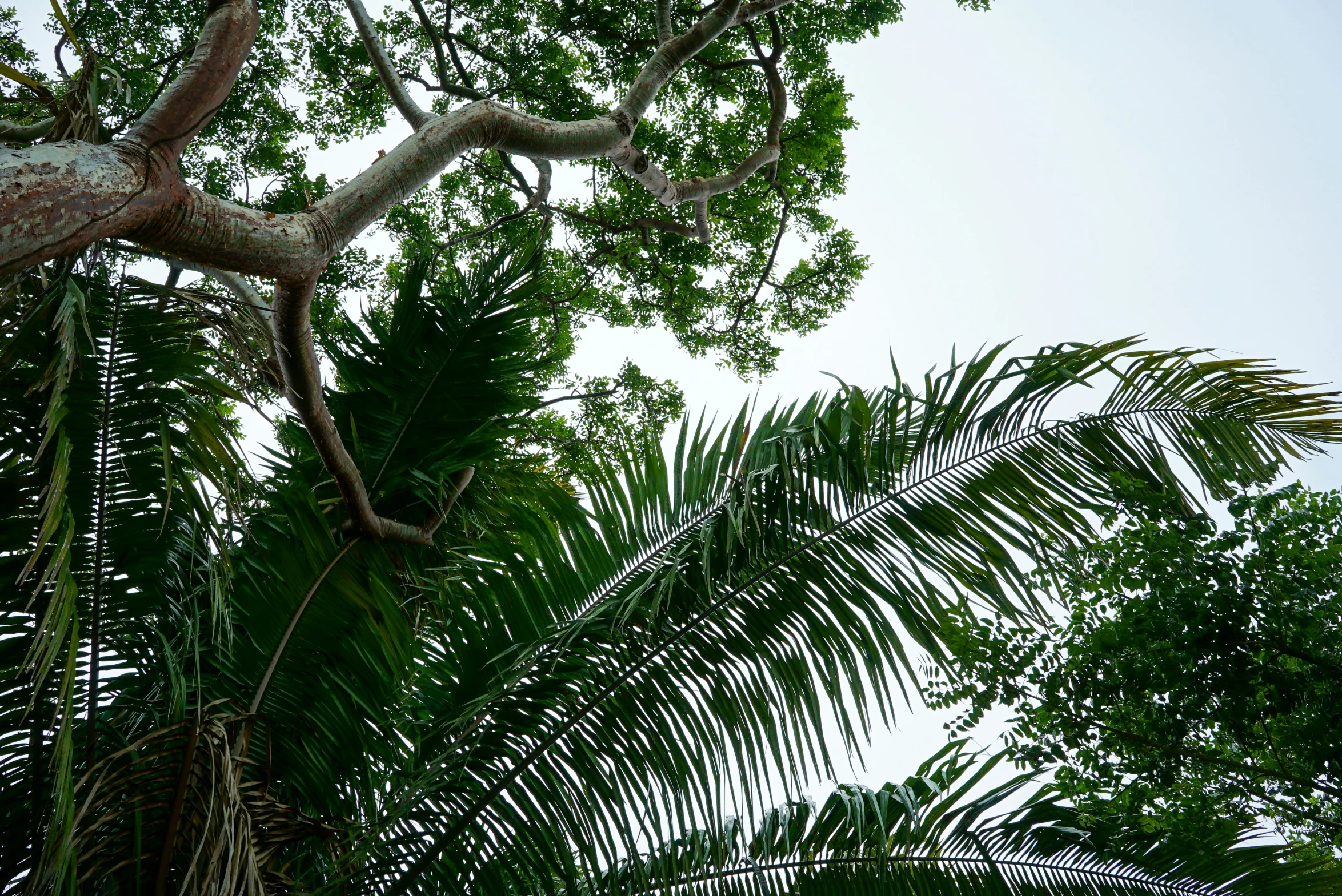 a bird perched on the nch of a tree