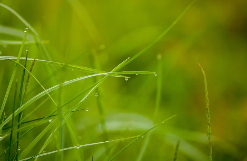 some water drops that are on grass