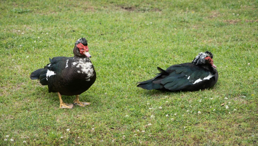 two black and white birds standing in grass