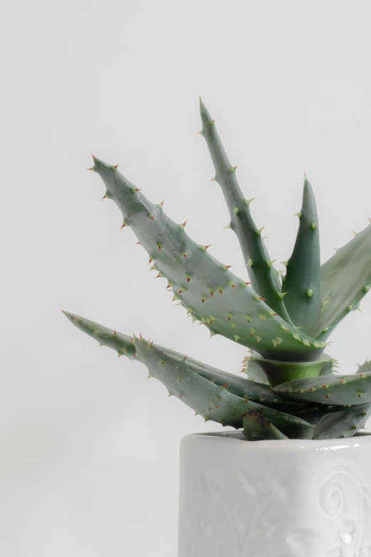 a cactus in a white pot with some small brown dots on it