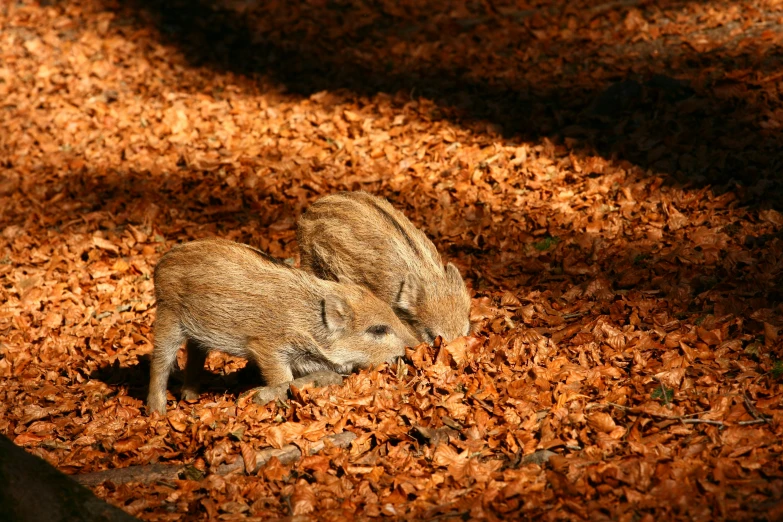 two brown babies laying on leaves on the ground