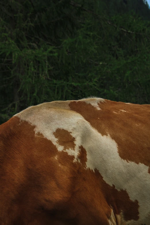 closeup of the face of a brown and white spotted cow