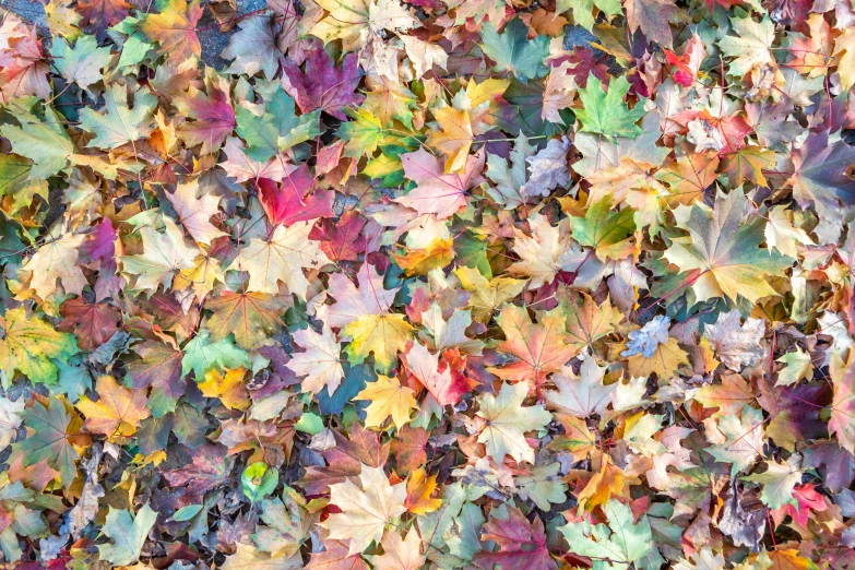 large pile of multicolored leaves scattered on the ground