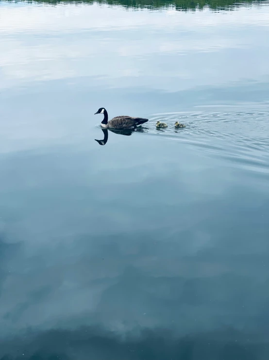 a single duck is swimming in a lake