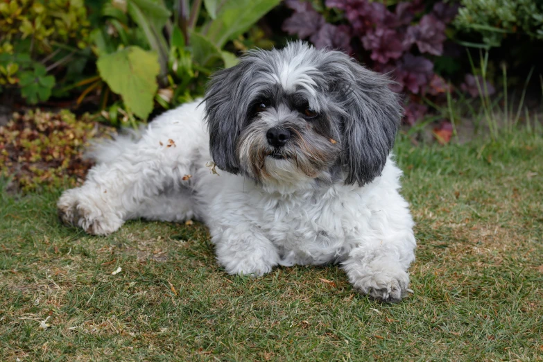 a small dog sitting on top of a grass covered field