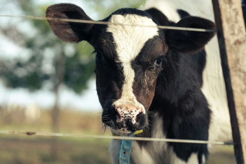 a cow standing behind a wire fence looking into the camera