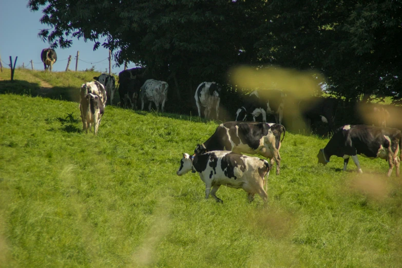 several cows walking around in a field with trees