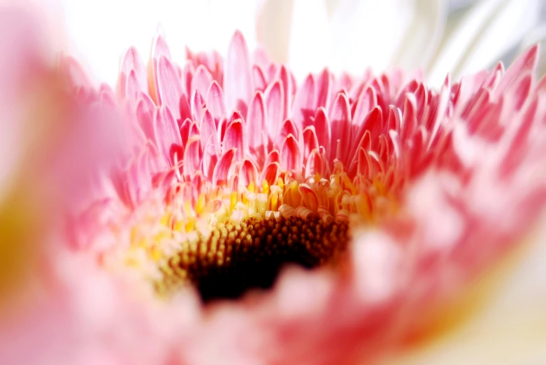 some pink flowers with very long stems in the center