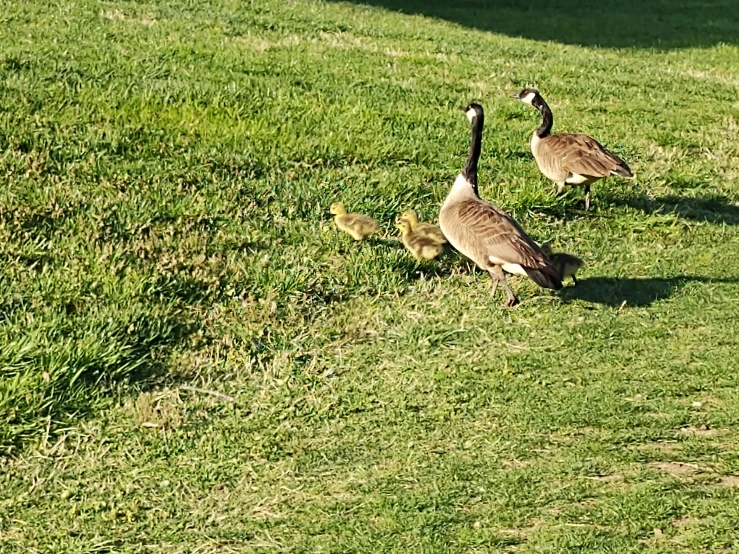 two ducks are walking through a grassy area