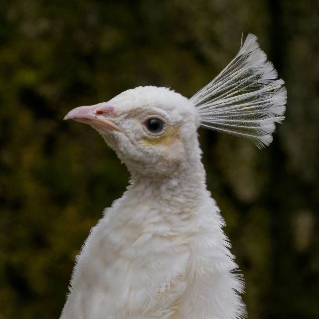 a white bird with a large feathered head is standing in front of the camera