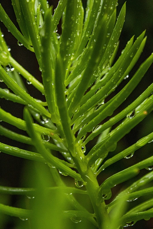 a green plant with drops of water on it