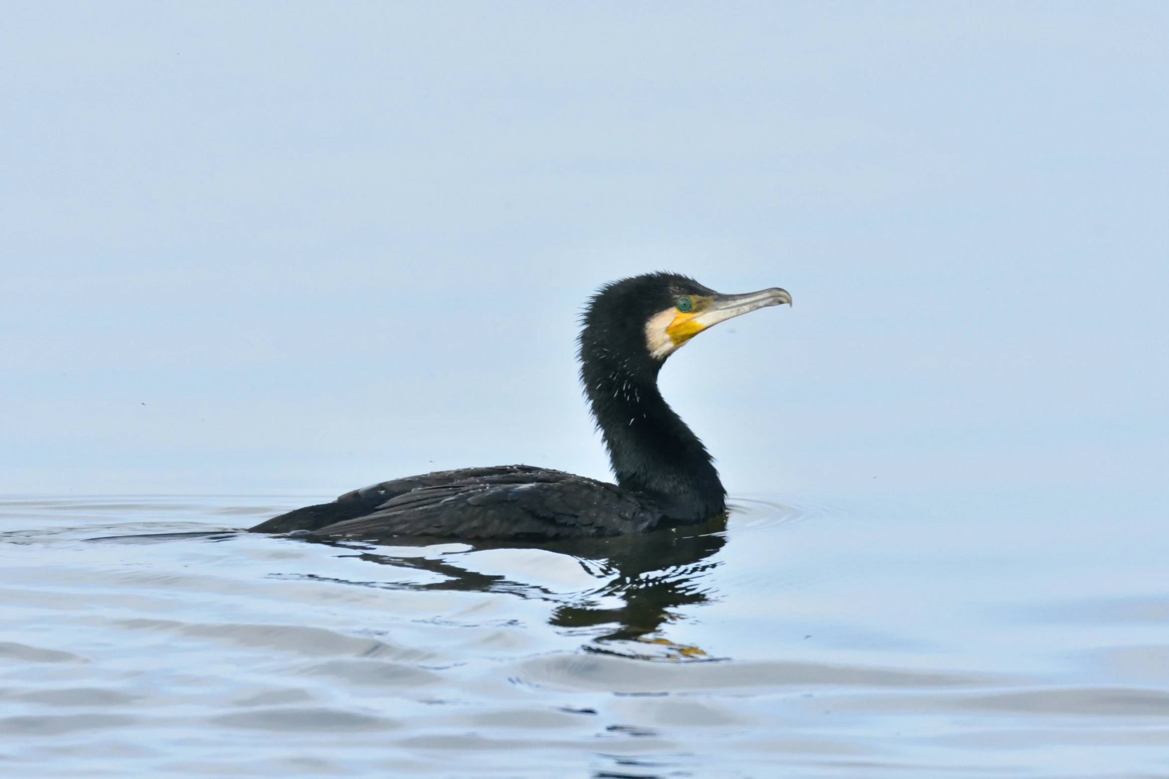 a black bird floating on top of a body of water