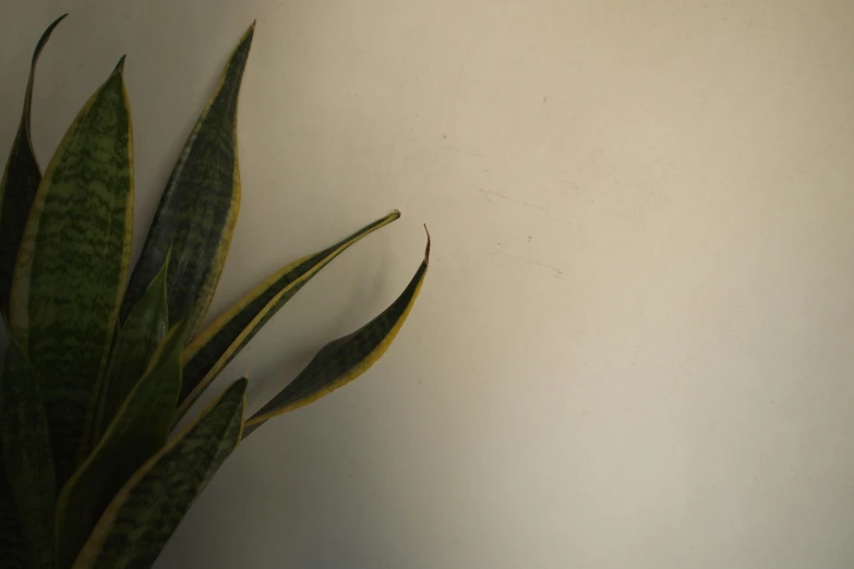 a potted plant is growing next to the wall